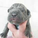 Cane Corso ZKwP/ FCI
