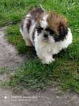 Sprzedam szczeniaka shih tzu