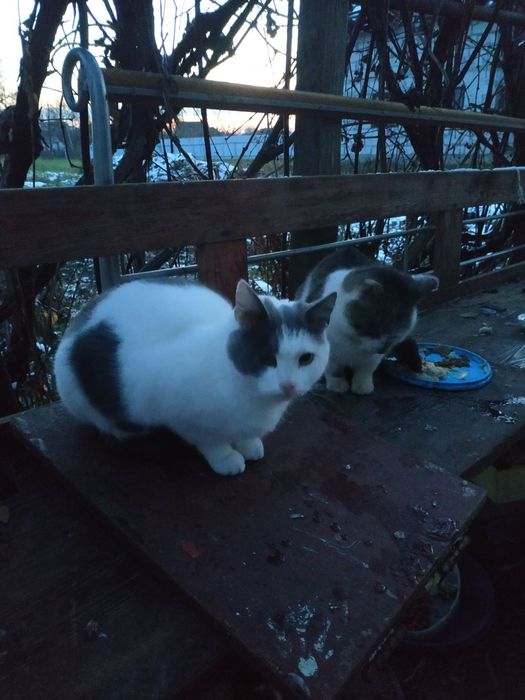 Віддам гарну кішечку