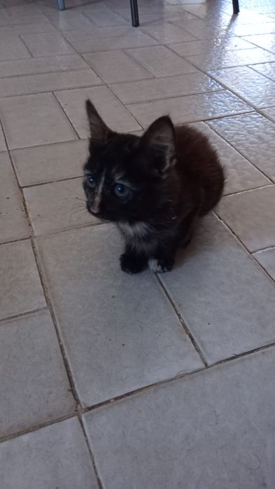 Dão-se gatinhos para adopção responsável esponsável