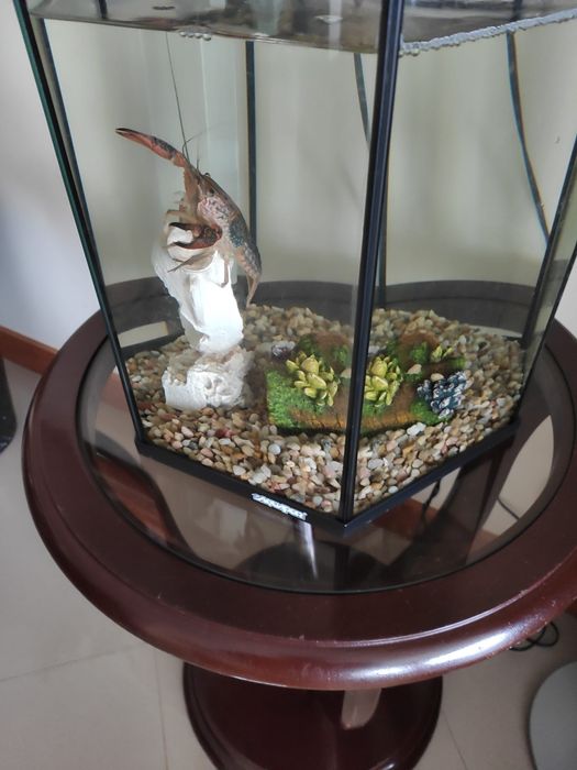 Aquário (sem o lagostim)