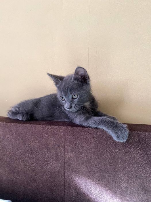 Котенок (котик) бесплатно в добрые руки