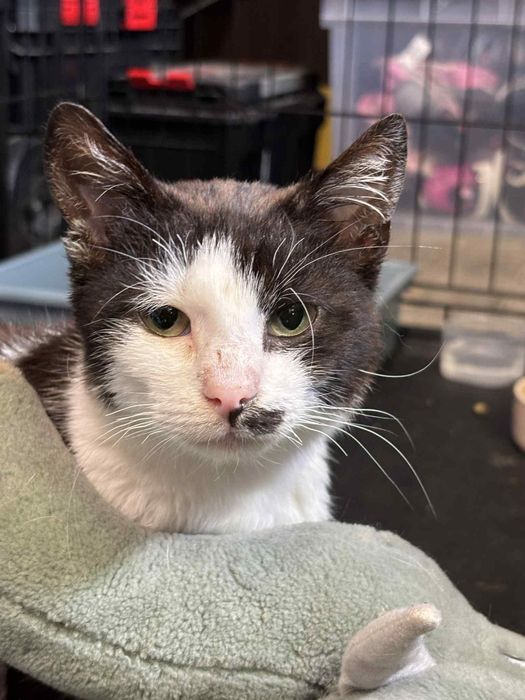 10miesięczny kocurek do adopcji