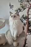 Śliczny kotek Ragdoll gotowy do zmiany domu