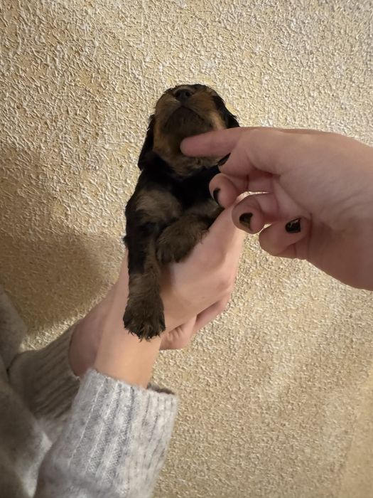 Cavapoo, pudel red i cavsloer king charles spaniel