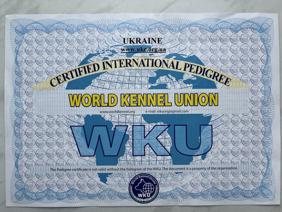 Вʼязка Джек Расел терʼєр хлопчик