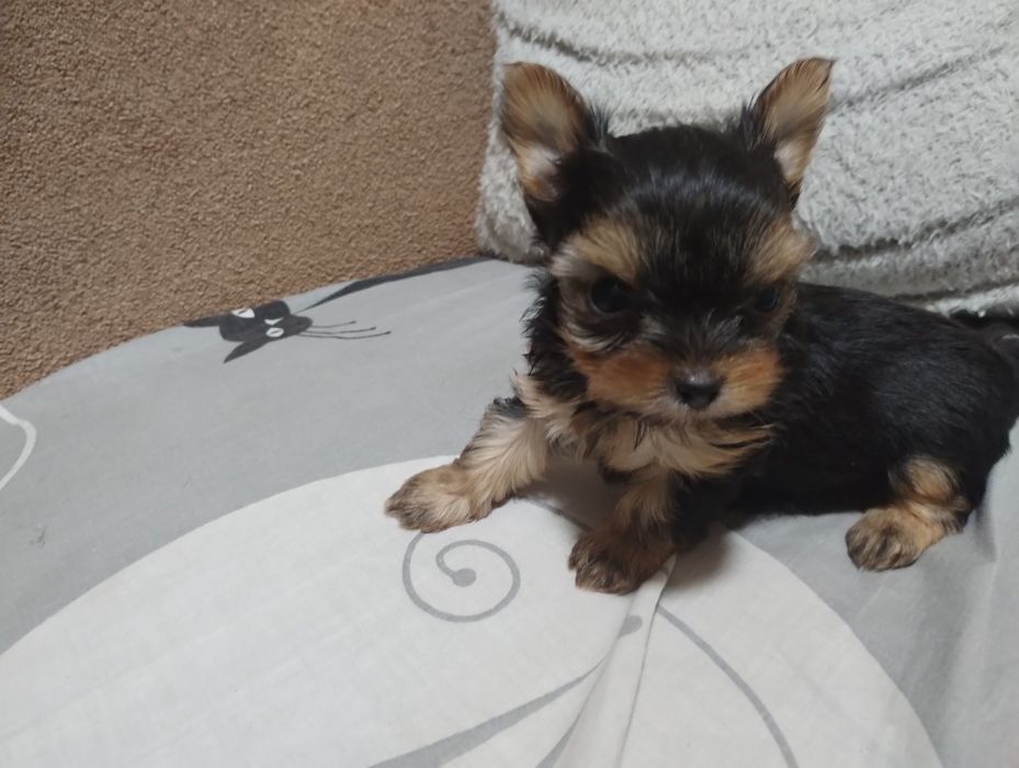 Йоркширський тер'єр