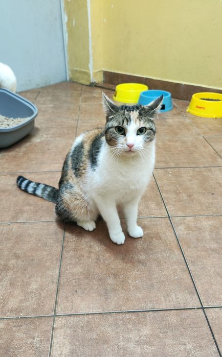 Czy cudowna Taśka ma w ogóle szansę na adopcje?