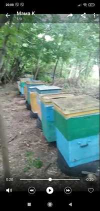 Продам бджоло сім'ї
