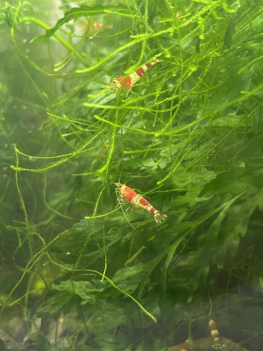 Krewetki red crystal