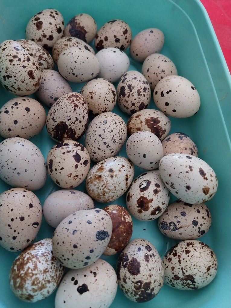 Ovos de codorniz ( caseiros)