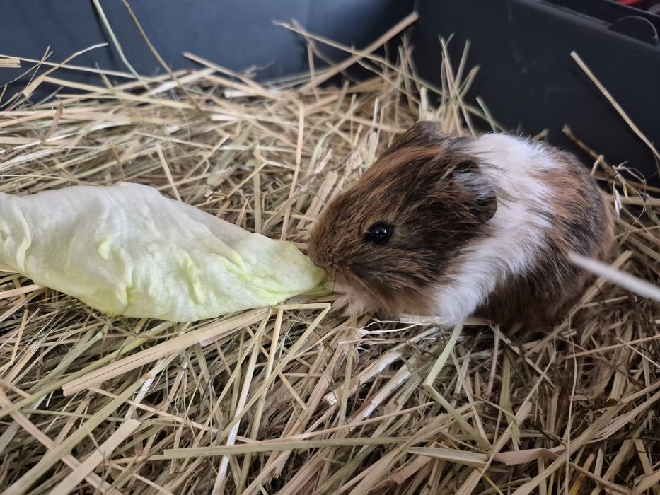 Swinka Morska Kawia Domowa DOSTAWA!