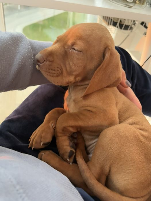 Цуцинята породи Угорська Віжла