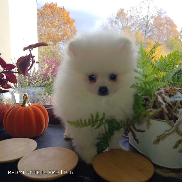 Przepiękny pomeranian.