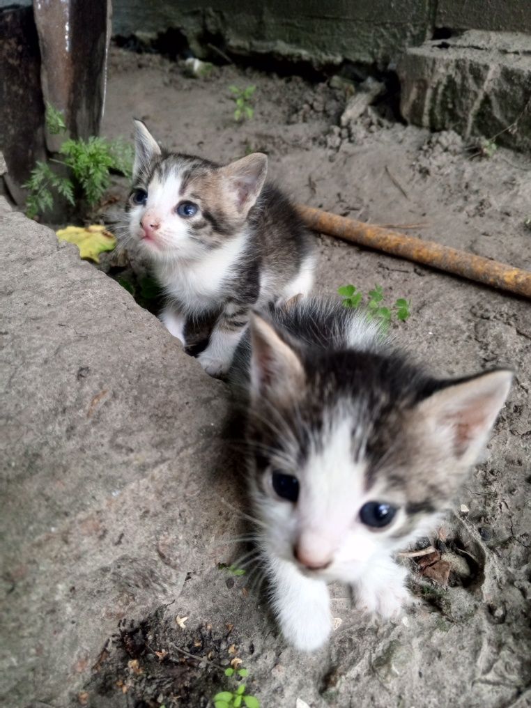 Віддам в добрі руки кошенят.