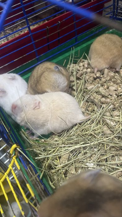 Хомяк королівський, хомʼяк , малюки 1 місяць