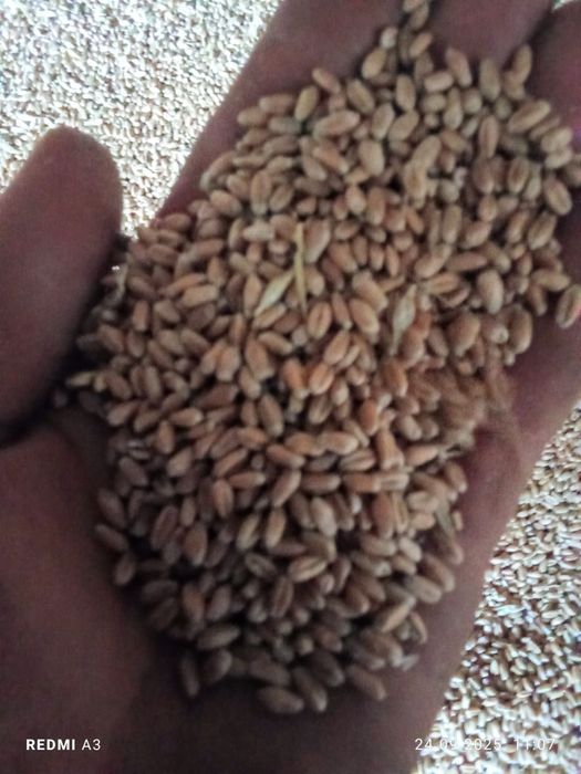 Продам пшиницу 4 клас хороше качество