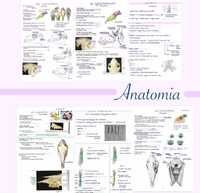 Notatki Anatomia Weterynaria