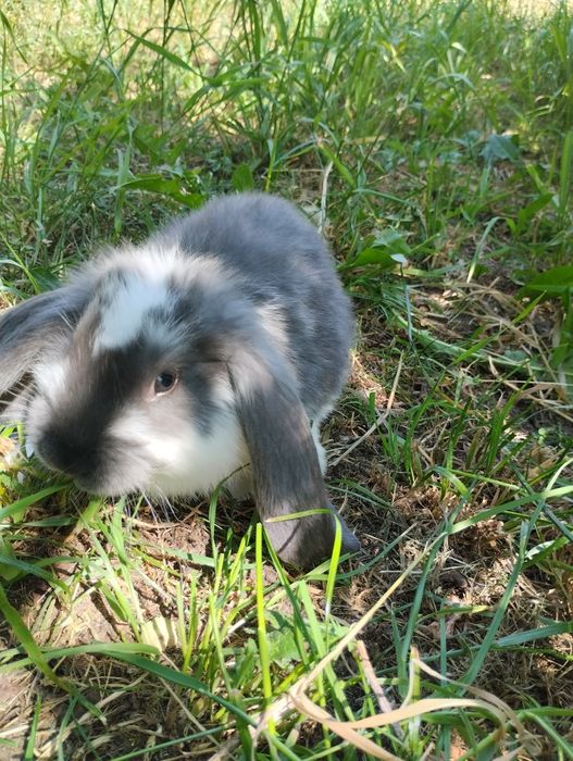 Młode Króliki Baran Francuski