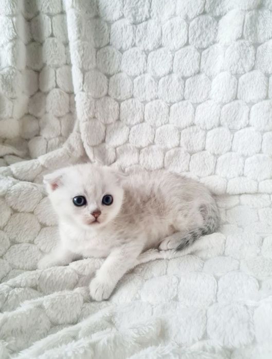 Срібна шиншила, серебристая шиншилла вислоухий мальчик  шотландский