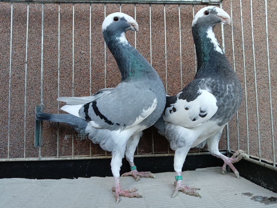 Para Niemiecki wystawowy z 2025r