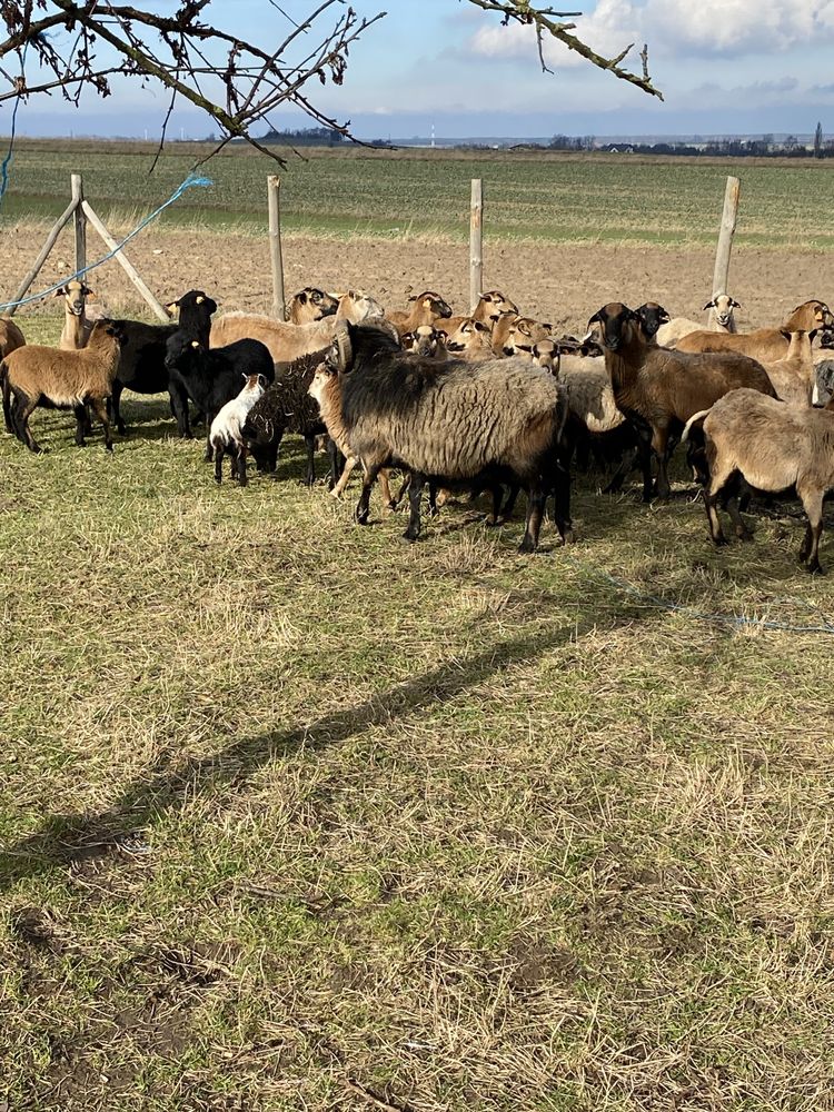 Owce kameruńskie - likwidacja stada