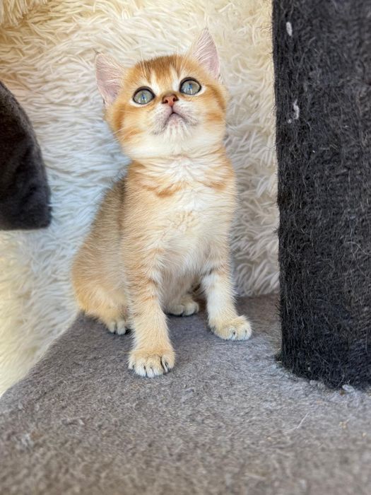Femea british shorthair golden