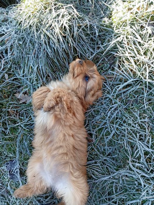 Цуценята йоркширський тер'єр