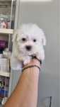 Bichon maltes femea