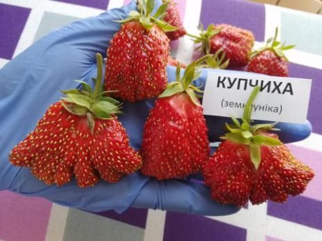 Саджанці полуниці