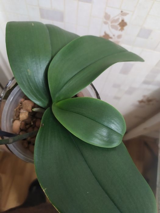 Орхидея пелор Кимоно  не цветущая