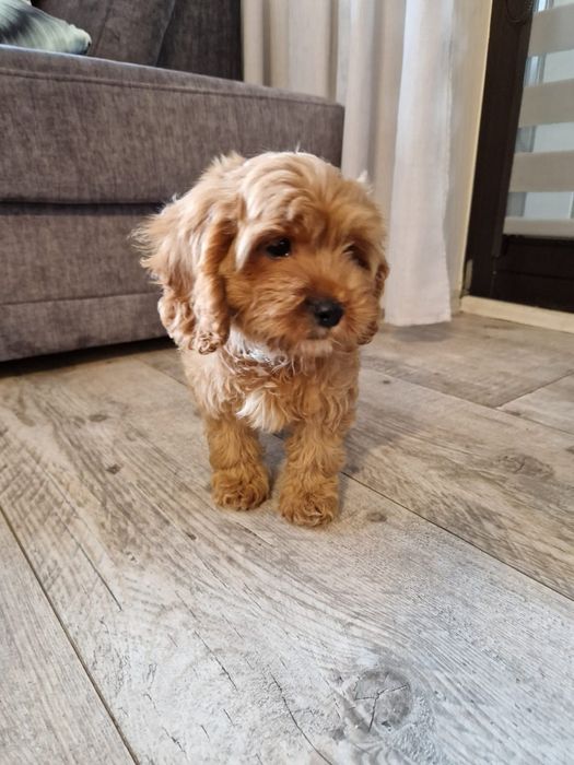 Pudel toy& cavalier piesek cavapoo