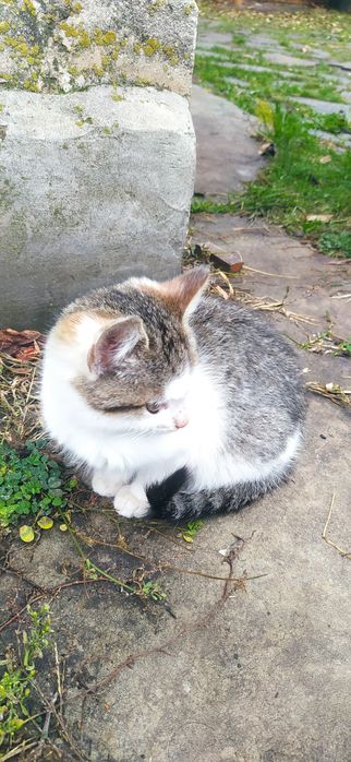 милые пушистикы готовы новому дому.