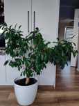 Ficus Benjamina z doniczką
