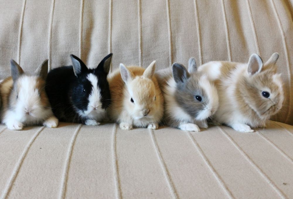 Mini Coelhos anões + gaiola nova + alimentação adequada