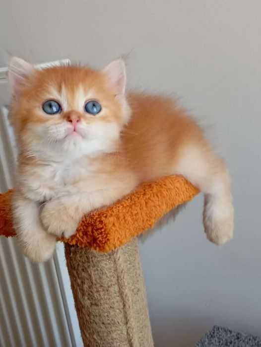 Британська котик золота шиншила bri ny 12, 3 місяці