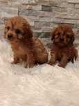 Cavapoo Śliczne Szczeniaczki