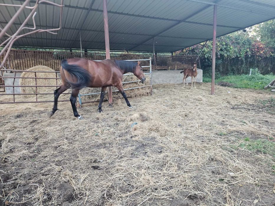 Égua Trotadora Francês e poldro
