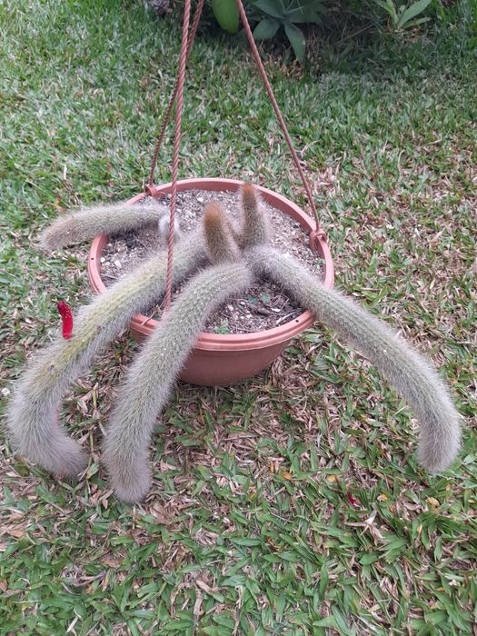 Vendo rabos de macaco