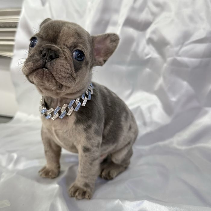 Menino Buldog Frances