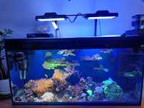 akwarium morskie z życiem 120x40x60 cały zestaw