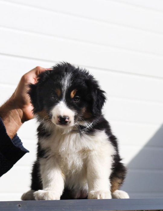 Pastor americano miniatura (mini aussi)