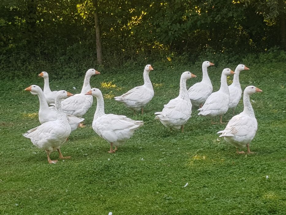 Gęsi i Gąsiory ekologiczne