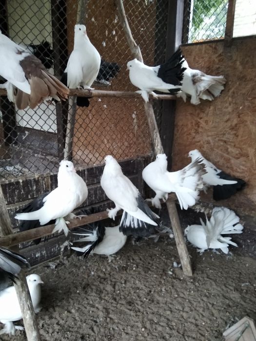 Sprzedam gołebie pawiki indyjskie na czarnych ogonach