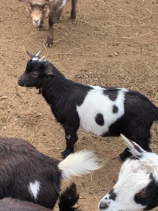 Карликова декоративна домашня міні коза  камеруночка