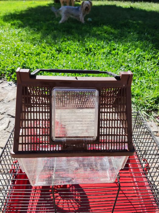 Aquário Pequeno para Peixes