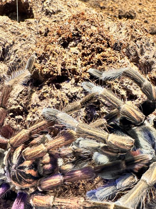 Pamphobeteus ultramarinus L1