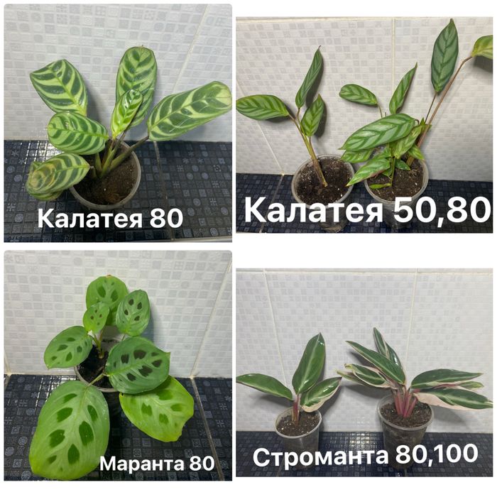 Жасмін Месні, циперус , сансевієрії та ін.