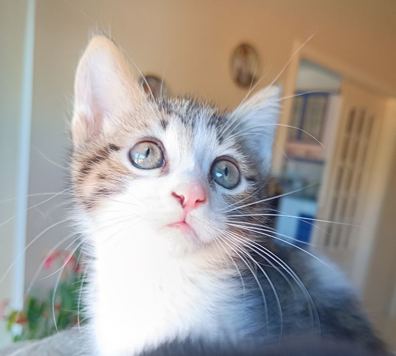 Adoção em Viseu (cidade)