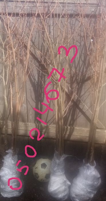 Саженцы Липы мелколистой.